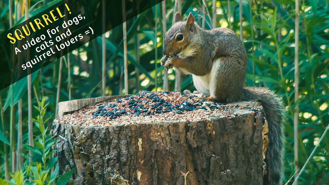Squirrel! A video for dogs, cats and squirrel lovers =)