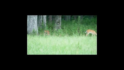 deer on the field