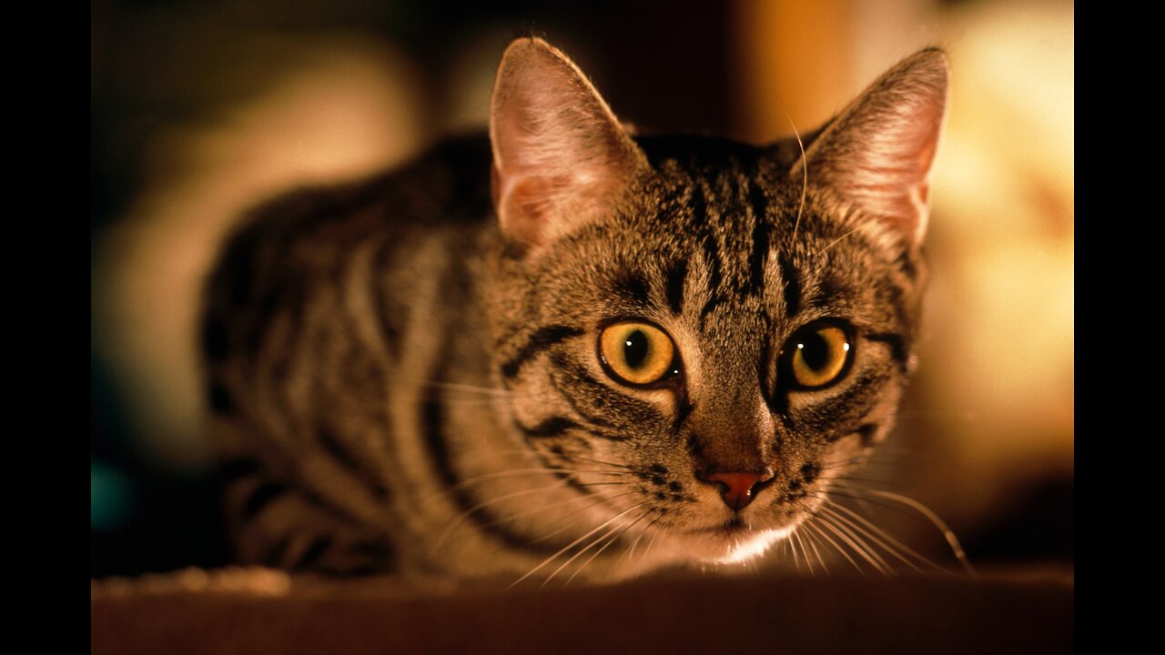 Cat Training Tips that will improve your cat behavior !!!