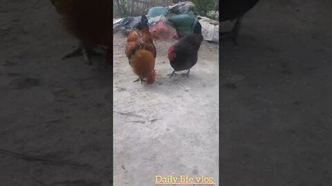 Chickens are so cute