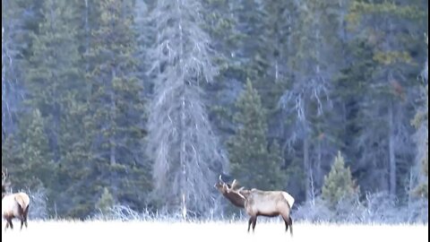 Bull Elk shedding an antler