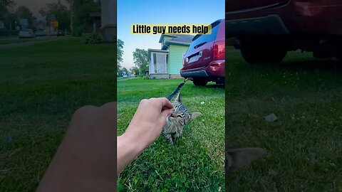 This Little Stray Needed Some Help! ❤️ #cats #rescue #strays #cutecats