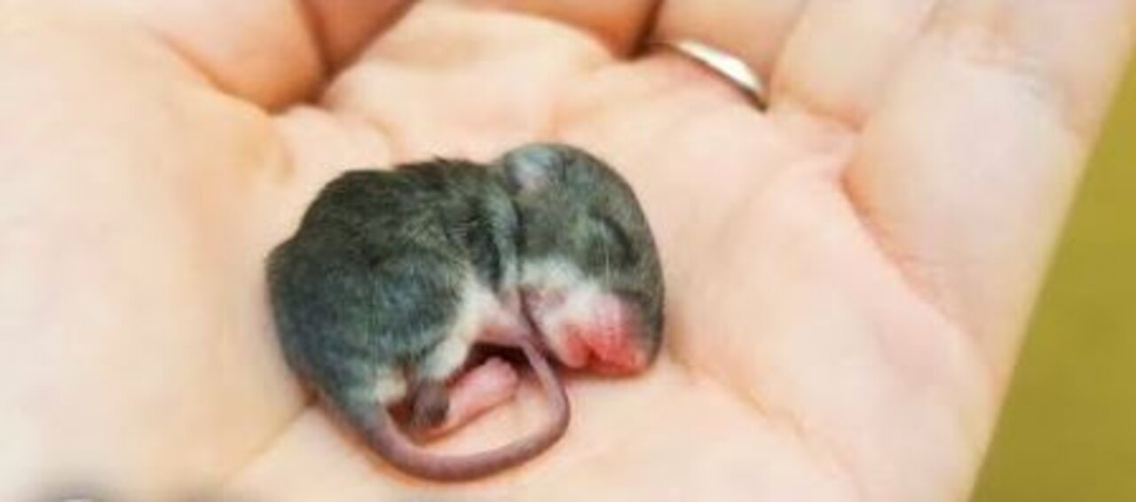 Tiny Baby Mouse Found Tucked Into Blankets