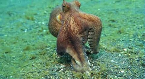 Octopus predatory moves on seabed