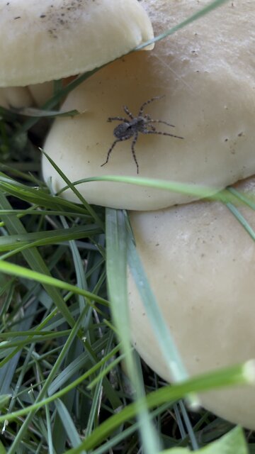 Little spider on a shroom