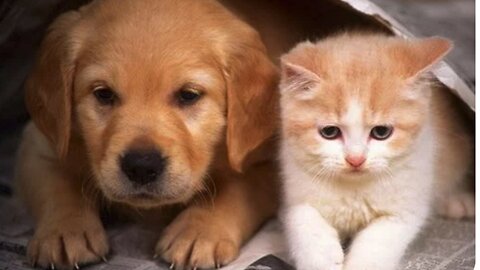Funny animal…