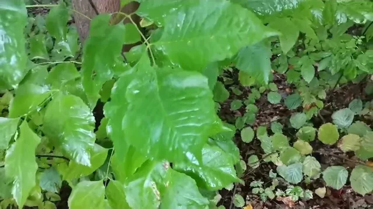 ciągle się dziwię ...
