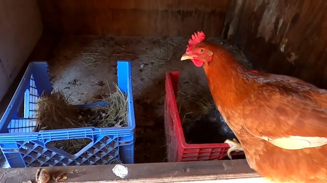 Most Important Farm Update Ever Pt1