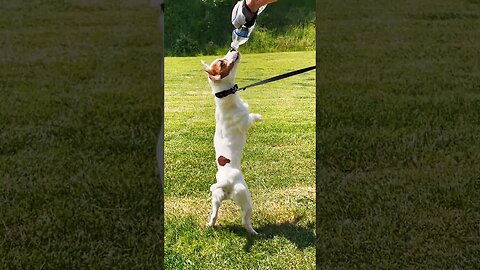 Jack Russell Dances For Water Bottle 💦 #summerloadingwithyoutube #shorts #jasonderulo