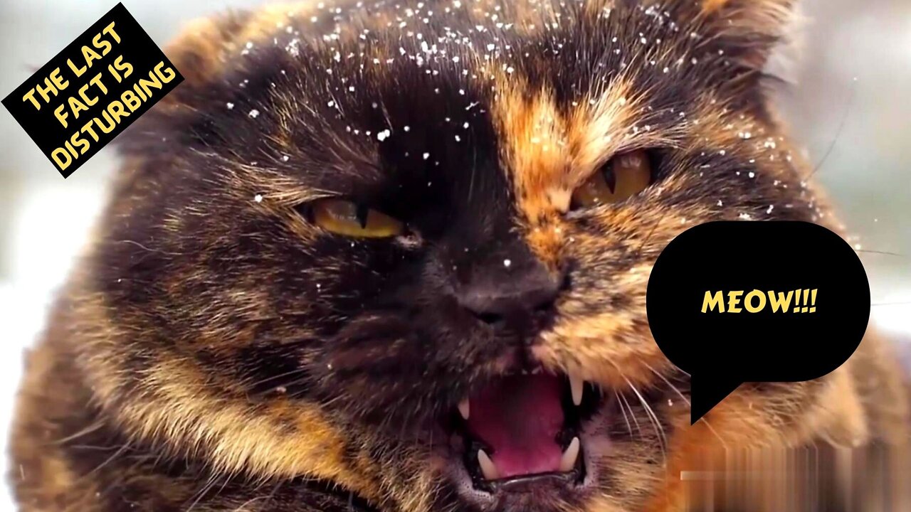 10 amazing facts about cats you wish you knew