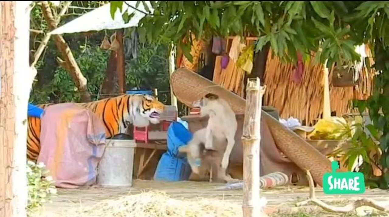 😂Troll Prank Dog Funny & fake Lion and Fake Tiger Prank To dog😂