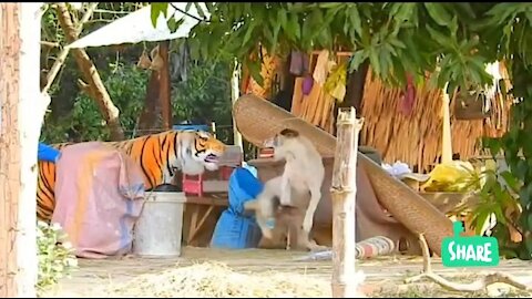 😂Troll Prank Dog Funny & fake Lion and Fake Tiger Prank To dog😂