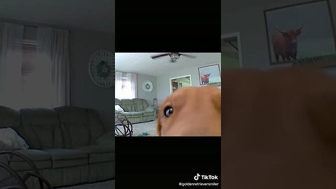 He INSTANTLY Did THIS tiktok goldenretrieversmiler