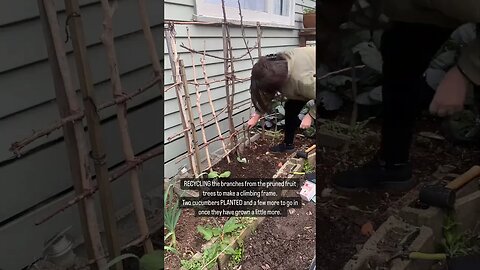 Recycled Cucumber Climber #diy #cucumbers #gardening