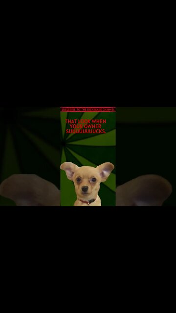 WHEN YOUR OWNER SUCKS