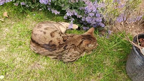 Bedford's cat twin loves cat mint!