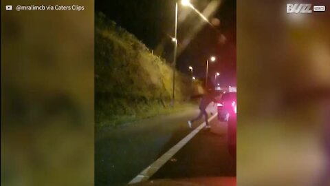 Cabra é perseguida em autoestrada