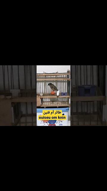 طائر أم قنين المغربي