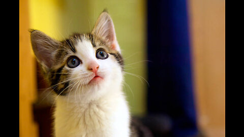 Cute cat video
