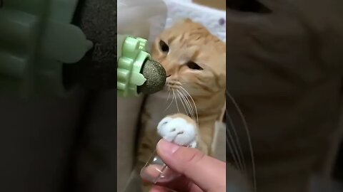 Cats Just Love #catnip #petshorts #subscribe