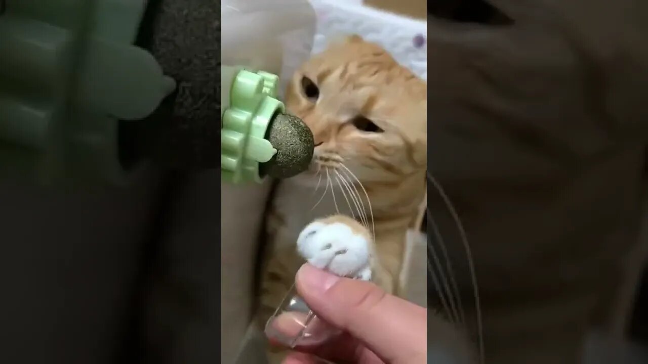 Cats Just Love #catnip #petshorts #subscribe