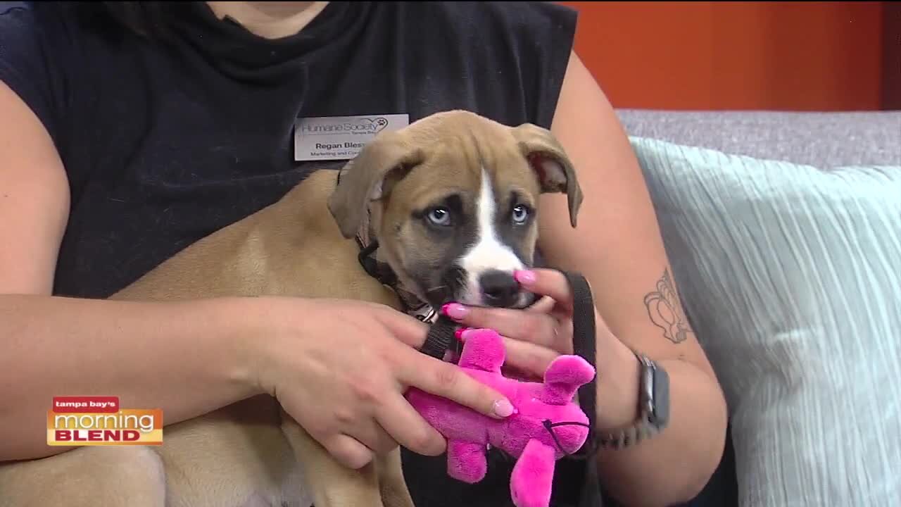 Humane Society of Tampa Bay | Morning Blend