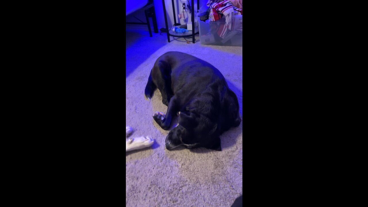 Silly dogs!