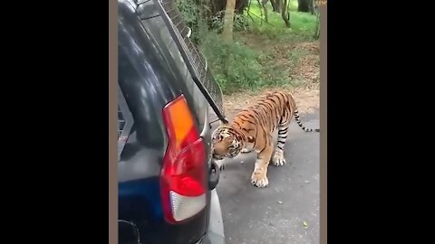 Viral Video of a Tiger Pulling a Safari Vehicle in Karnataka's National Park