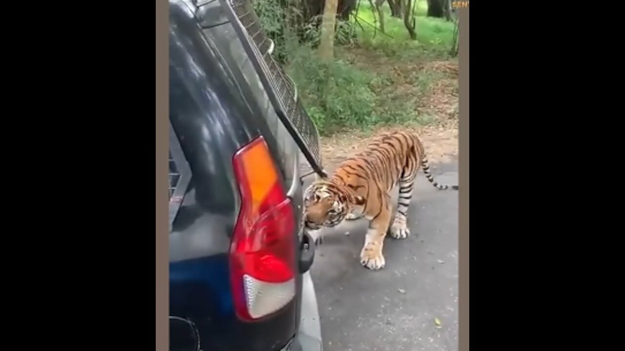Viral Video of a Tiger Pulling a Safari Vehicle in Karnataka's National Park