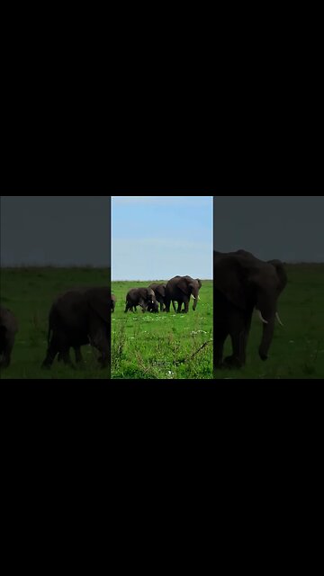 Elephants On Parade #Wildlife | #ShortsAfrica