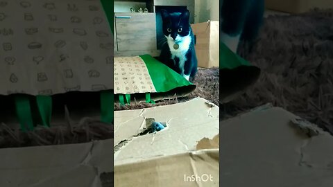 Gato Bartolomeu Tunico brincando