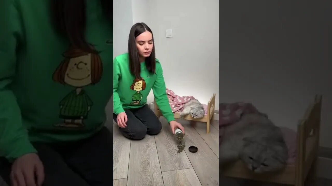 #shorts Смешные Коты Из Тик Тока 225 Funny Cats From Tiktok