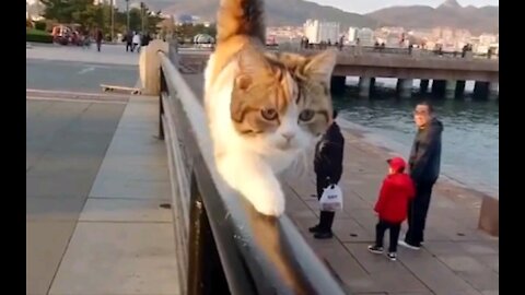 Cat: walking, we are serious***