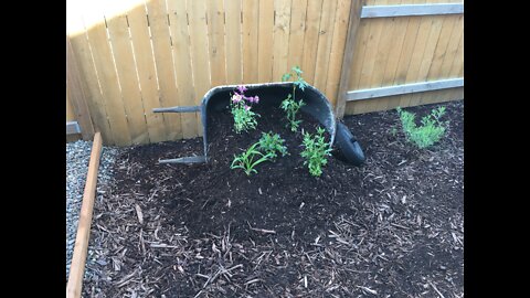 Wheel Barrel Planter