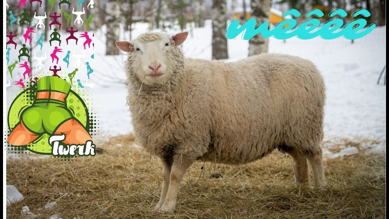 Funny Sheep with people ,funny video 2021