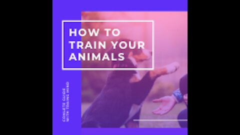 How To Make your Dog Fully Aggressive With Few Simple Tips you would try and see result.