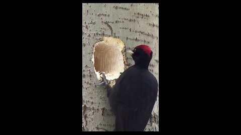wao amazing bird making apple logo