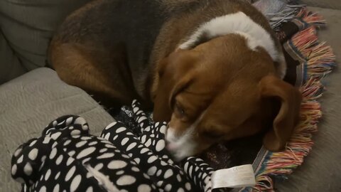 Lazy DOGS Won’t Play Until I Give Them Treats