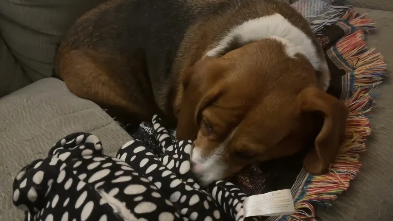 Lazy DOGS Won’t Play Until I Give Them Treats