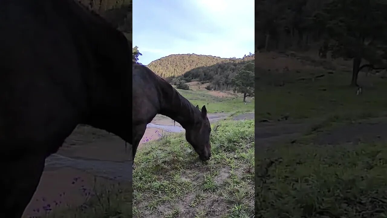 The secret lives of horses