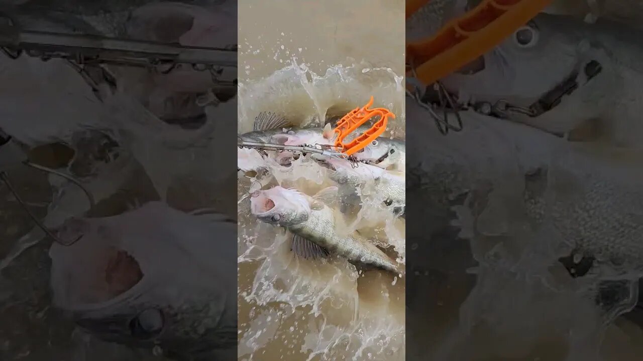 Was able to squeeze 1 more day down on the Maumee River for six beautiful Walleye, before the rain.