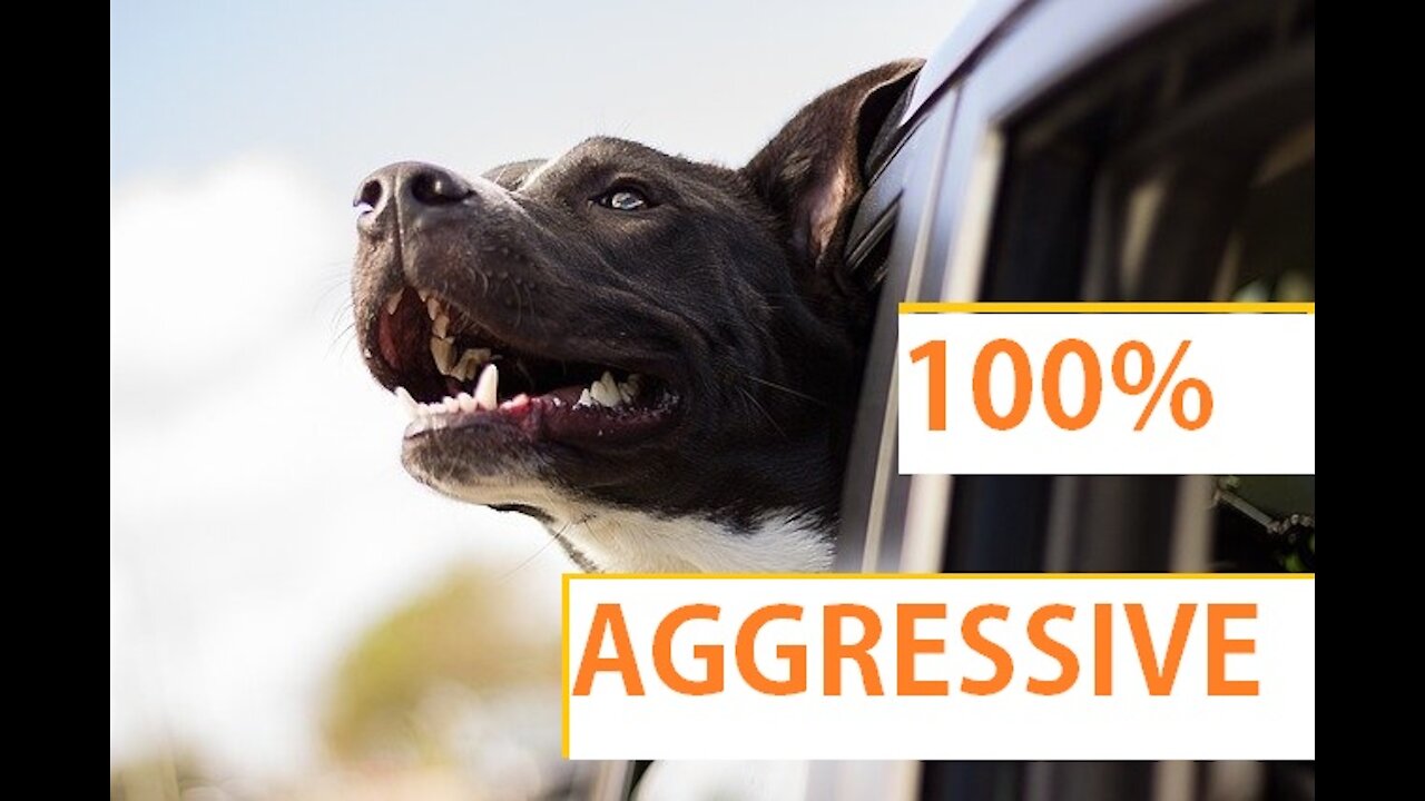 Dog Training : how to make a dog aggressive for security purposes.