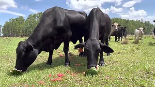 Cattle Eating ASMR