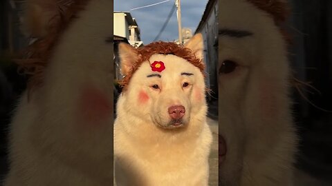 Cute and funny animals videos 2023 😺🐶 P-9 #shorts