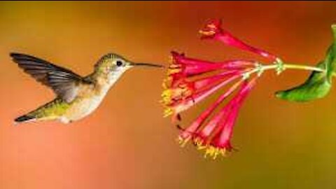 humming birds