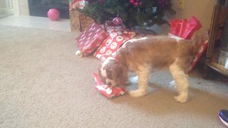 Pets Love Presents, Too!