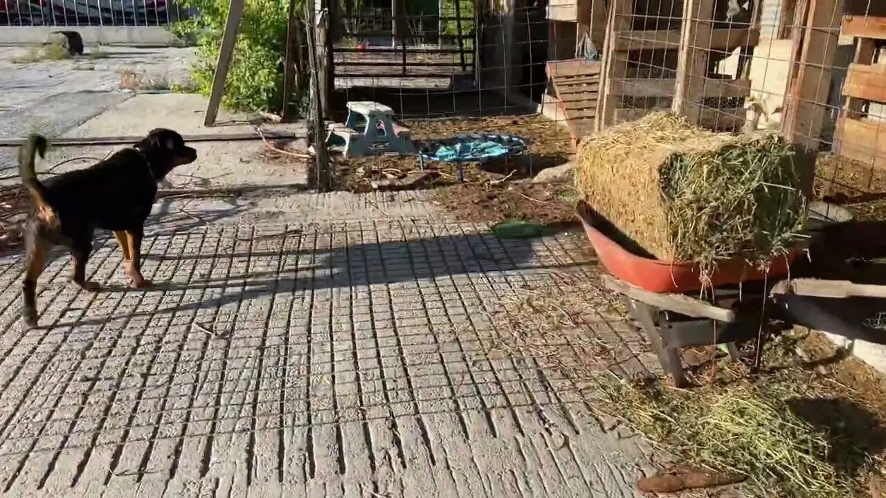 Rottweiler The Natural Herding Dog