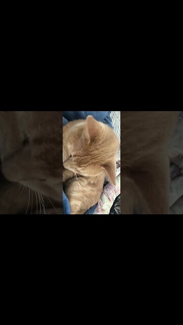 Cute pussy cat hiding under covers