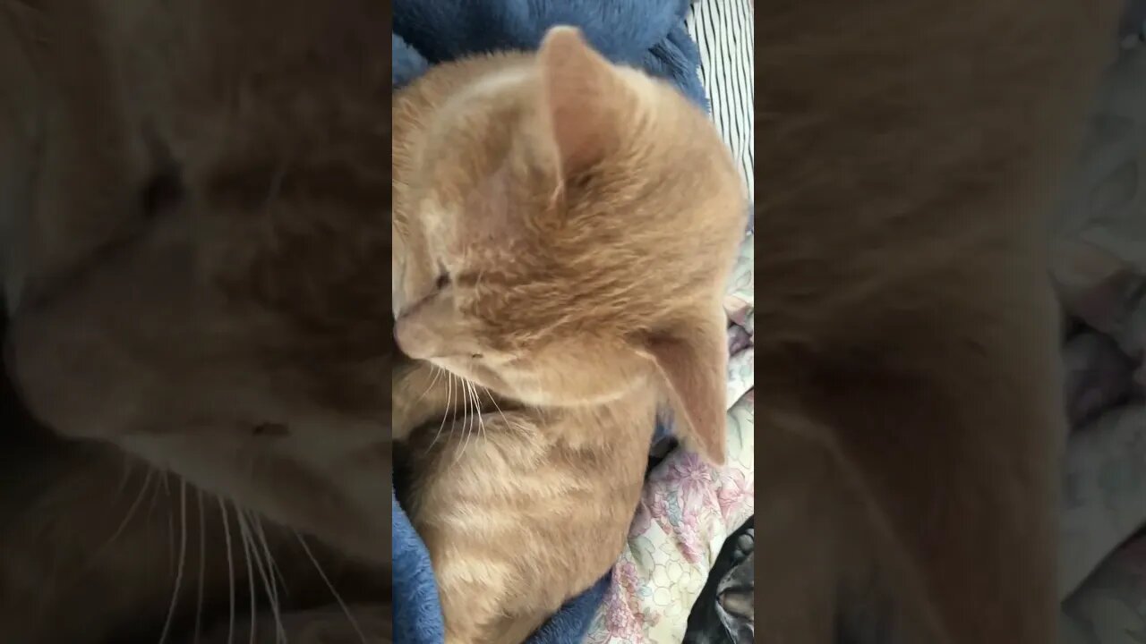 Cute pussy cat hiding under covers