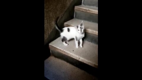 My kitten is active